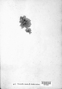 Physcia dubia image